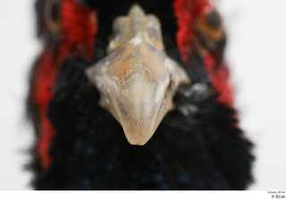 Pheasant  2 beak mouth 0005.jpg
